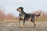 CATAHOULA 039
